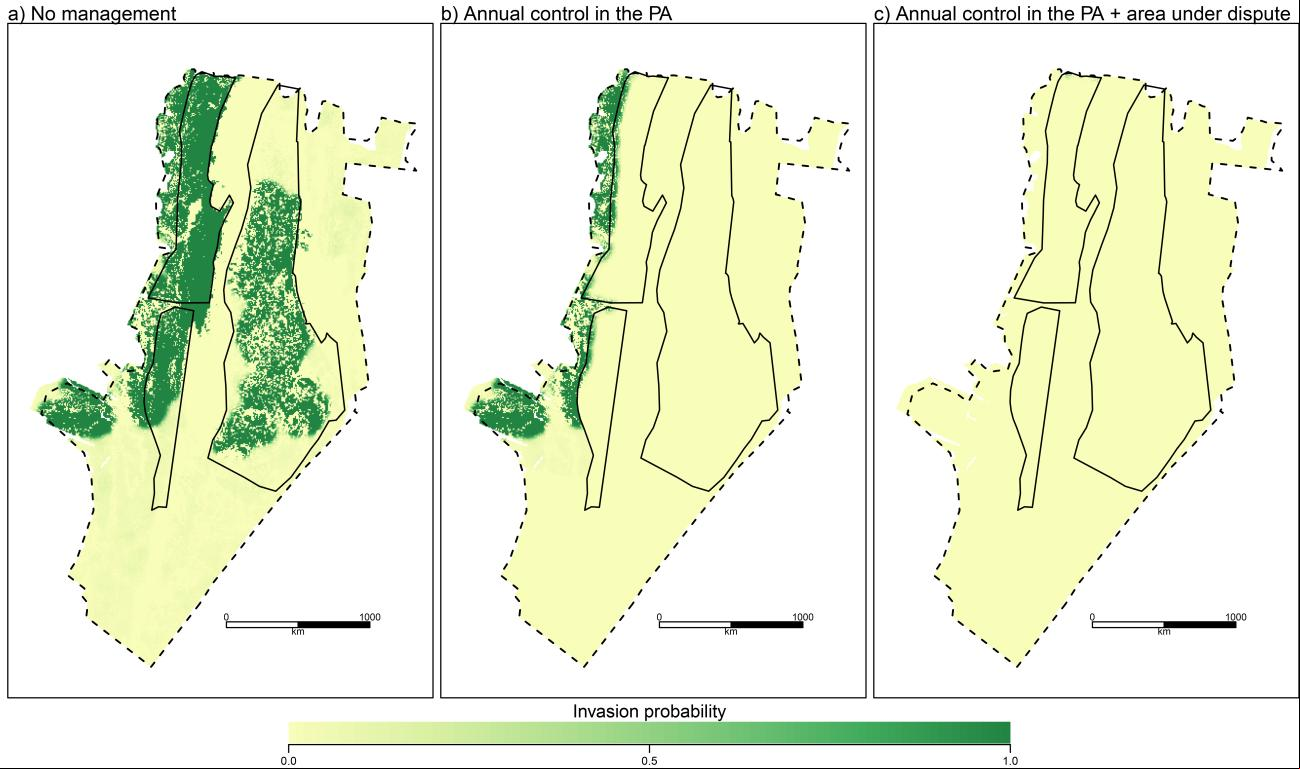 Resultados das simulações mostrando a distribuição potencial de pínus em 2028, em três diferentes cenários no Parque Natural Municipal das Dunas da Lagoa da Conceição (Florianopólis, Brasil). a) sem manejo (cenário 1); b) manutenção do programa de controle (cenário 2); e c) manutenção do programa de controle dentro do Parque e controle nas propriedades  vizinhas (cenário 3).